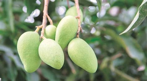 The Tart Delight Of Summers The Remarkable Versatility Of Raw Mango