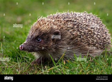 Hedgehog Hi Res Stock Photography And Images Alamy