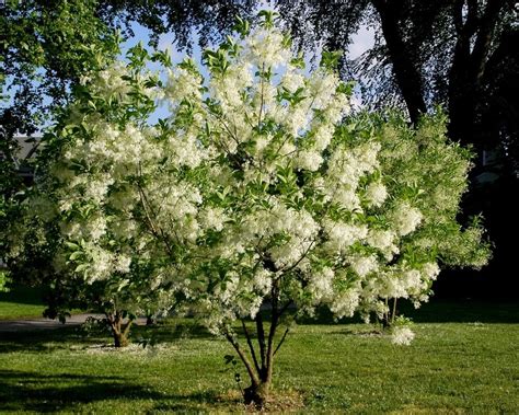 White Fringe Treegrancy Graybeard Flowering Ornamentals Mcmakin Farms