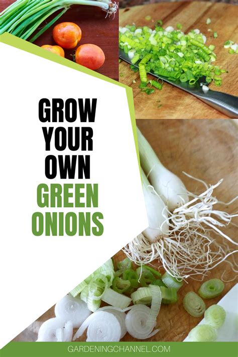 How To Grow Green Onions Allium Cepa Gardening Channel Green