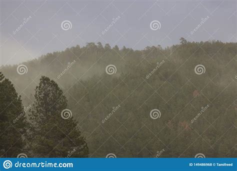 Pollen Release In Forest Stock Photo Image Of Reproduction 149486968