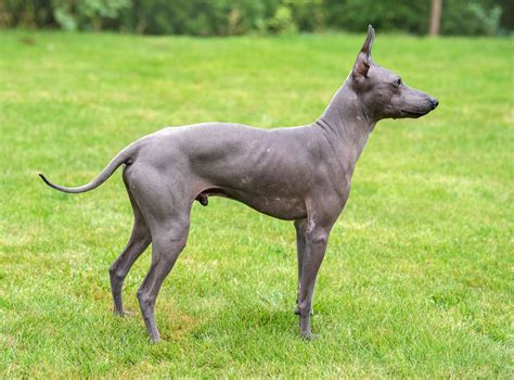 10 Best Hairless Dog Breeds