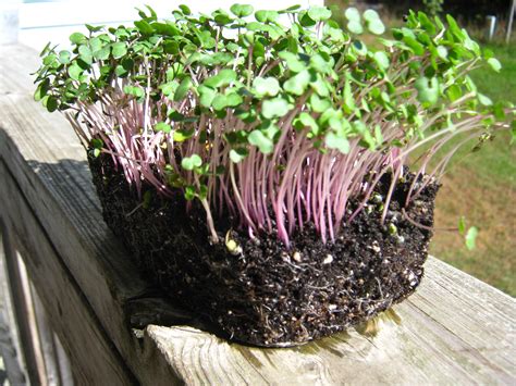 Kale Red Russian Microgreen Seeds St Clare Heirloom Seeds