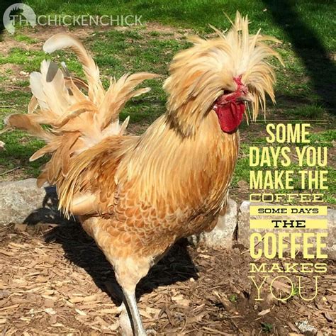 Pin By Kathy Baylon On Java Coffee Humor Chicken Humor Coffee Quotes