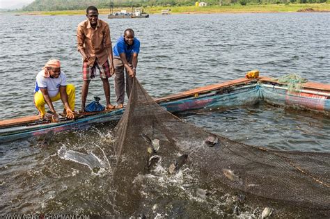 Environment News Ghana Aquaculture Polluting Water Sources