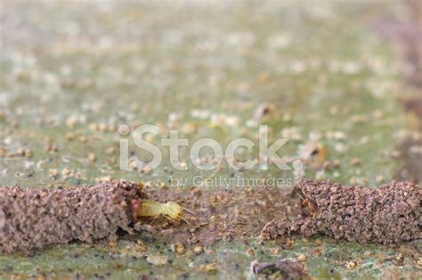Termite In Little Soil Tunnel Stock Photo Royalty Free Freeimages