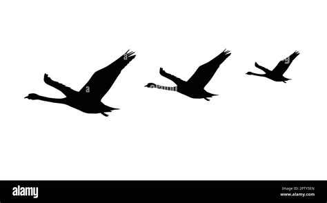 Three Flying Swan Silhouettes Stock Vector Image And Art Alamy