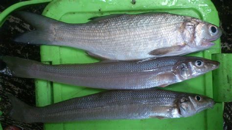 Habitat ikan cupang asli ada di wilayah asia tenggara seperti thailand, indonesia, vietnam, brunei, kamboja dan malaysia. Perikanan Kota Mataram: Jenis-Jenis Ikan Laut (1)