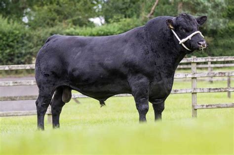 Melview Gordon Aberdeen Angus Semen For Your Beef Herd
