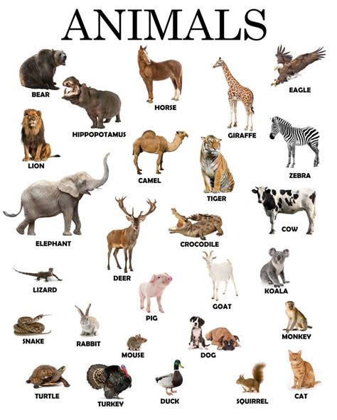 Instant Download Printable Animals Educational Poster Etsy Animal
