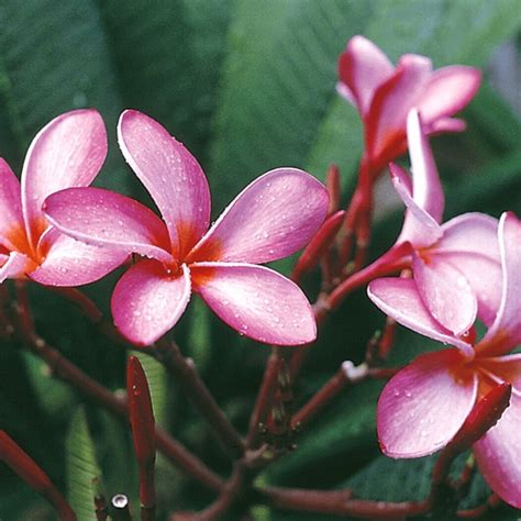 Hawaiian Plumeria Plants For Sale From The Source — Best Hawaiian