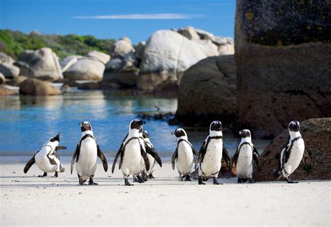 A Locals Guide To Cape Town South Africa Insight Guides Blog