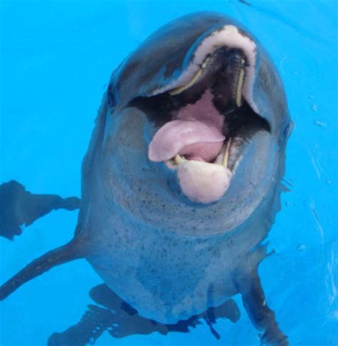 Dolphin Tongue Dolphins Most Beautiful Animals Marine Animals