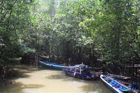Konservasi Mangrove Balikpapan Dan Keseimbangan Ekspansi Pembangunan