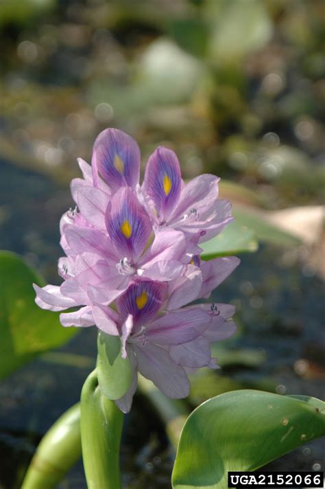 common water hyacinth, Eichhornia crassipes (Liliales: Pontederiaceae) - 2152066