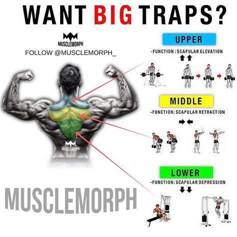 Traps Workouts For Men