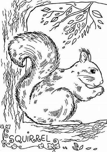 Squirrel Coloring Realistic Pages