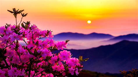 Hd Wallpaper Lakeside Morning Pink Mountain Scenics Nature