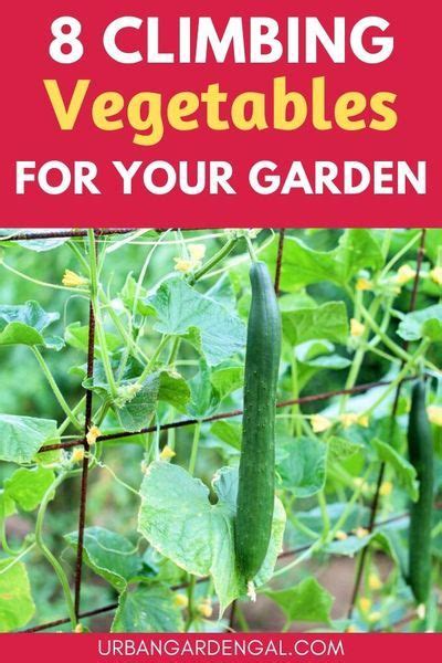 Choose The Right Trellis For Your Climbing Vegetables Artofit