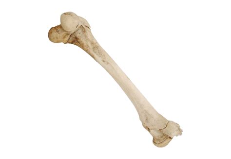 Bone Png Images Transparent Background Png Play