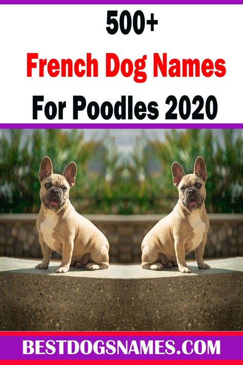 French Dog Names For Poodlescute Dog Names French Dog Names Cute