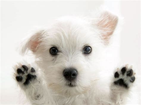 So Cute White Dog Photo Wallpaper Dogs Wallpapers Backgrounds