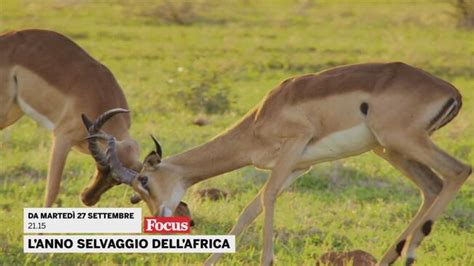 L Anno Selvaggio Dell Africa Promo Video Mediaset Infinity