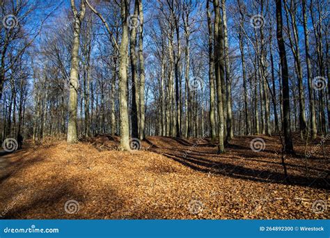 Forest Ground Path With High Sunny Leafless Trees On A Sunny Day Stock