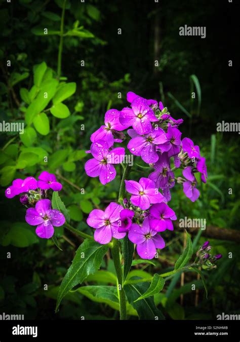 Late Spring Purple Ohio Wildflowers Stock Photo Alamy