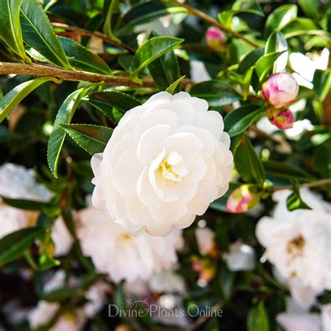 camellia sasanqua early pearly divine plants online shop