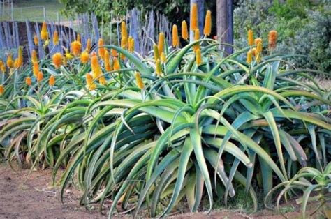 Selecting Indigenous Plants Durban