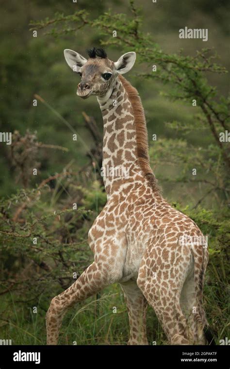 Close Up Of Baby Masai Giraffe Looking Back Stock Photo Alamy