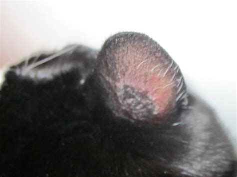 How Does This Look Ringworm Thecatsite