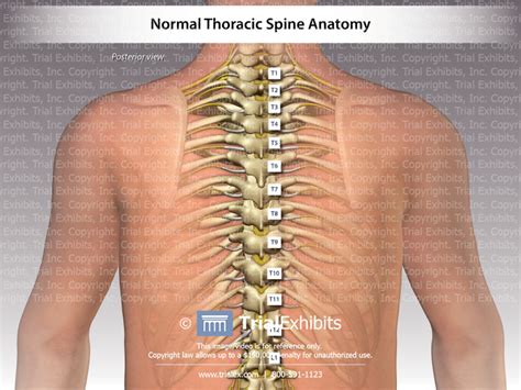 Normal Thoracic Spine Anatomy Trialexhibits Inc Images
