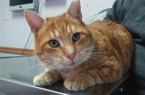 The Lovable Orange Tabby Cat Clinic At Cherry Hill