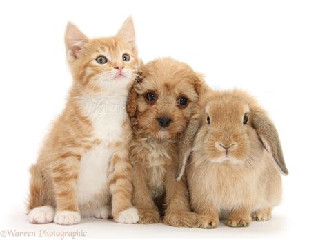 Pets Ginger Kitten With Cavapoo Pup And Lop Rabbit Photo Wp26737