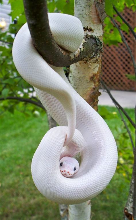 White Python Member Of The White Ball Python Phenomenon