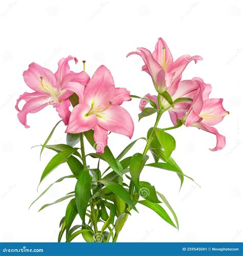 Lilies Flowers Pink Lilies Stock Image Image Of Flower Bright