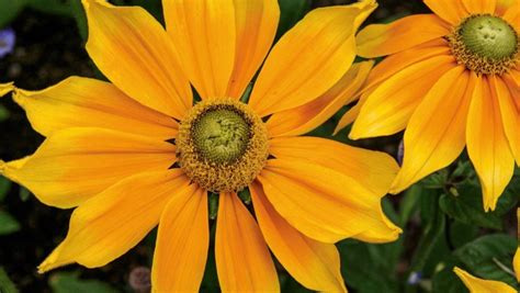 They will slowly grow over winter bringing your garden to life with a dazzling display of early spring flowers in a rainbow of. 9 yellow flowers to brighten your summer garden | Stuff.co.nz