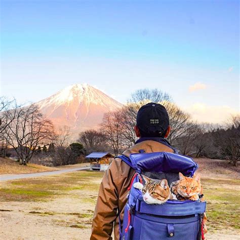 Meet The Two Travelling Rescue Cats Exploring Every Prefecture Of Japan