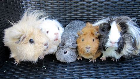 All Things Guinea Pig About Me