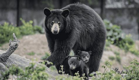 Video Of A Sweet Mama Bear Struggling To Get Her Cubs Across Busy Road