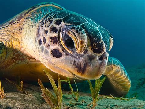 Undersea Turtle Closeup Sea Oceans Turtles Underwater Animals
