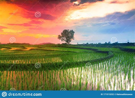 Amazing Landscape With Green Paddy Field With Beautiful Sunrise