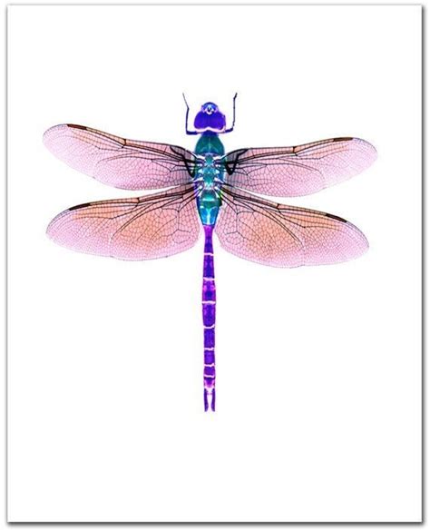 Pin By Maria Rafikova On Птицы бабочки жуки Dragonfly Painting