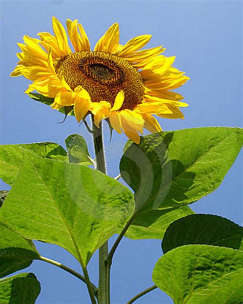 Bunga matahari atau helianthus merupakan tanaman asli amerika utara, amerika tengah, dan amerika serikat. Benih Sunflower Giant Single 3 Biji - Non Retail ...