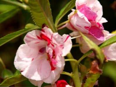 Selain bagian buahnya, bagian daun jambu biji juga memiliki manfaat untuk pencernaan, yaitu untuk membantu mengatasi diare. Cara Cepat Mengatasi Hama Pada Tanaman - Jual Crystal X ...