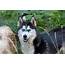 Wooly Siberian Husky Breeder  Indiana Adults For Adoption