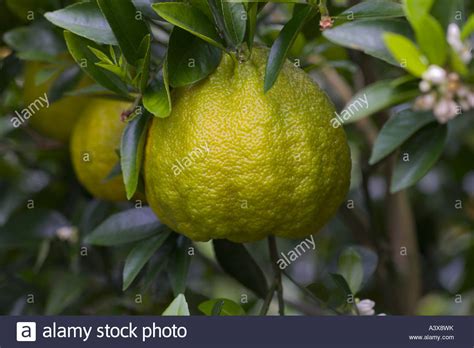 Ugli is a bushy tree of 1520ft and its growth habit is likely of any citrus. Citrus Paradisi x Citrus reticulata Ugli Tangelo fruit on ...