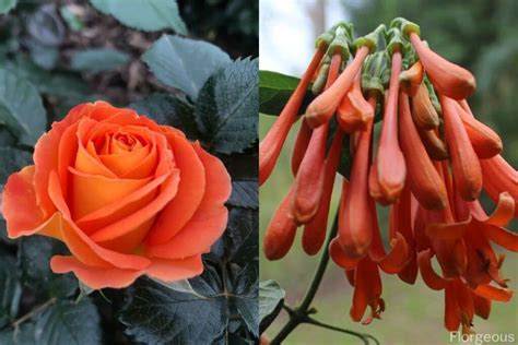 Top 31 Beautiful Types Of Orange Flowers You Can Grow In Your Garden
